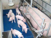Измерение потребления корма свиноматкой в период лактации